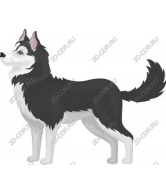 Siberian husky