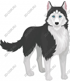 Siberian husky black and white