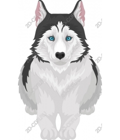  Siberian husky