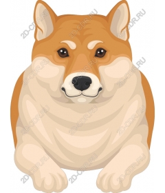  Adorable Shiba inu