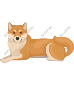 Shiba inu