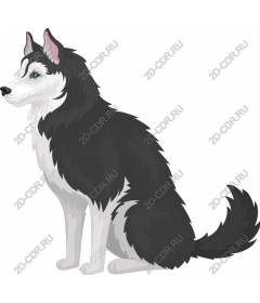  Siberian husky
