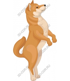 Shiba inu playfully worth