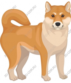  Adorable Shiba inu