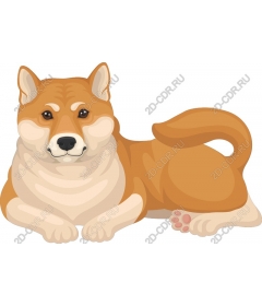  Adorable Shiba inu