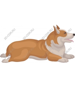  Adorable Corgi