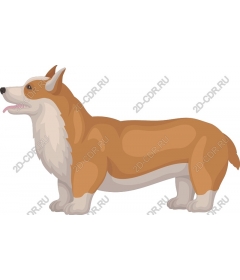  Adorable Corgi