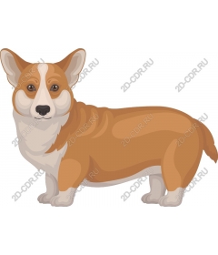  Adorable Corgi
