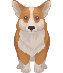  Adorable Corgi