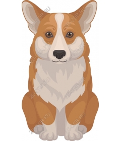  Adorable Corgi