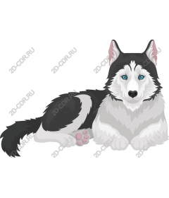  Siberian husky