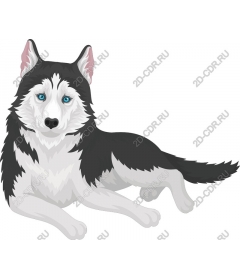  Siberian husky