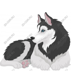  Siberian husky black and white