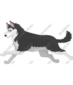 Siberian husky in motion