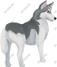 The majestic husky