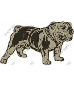 Bulldog