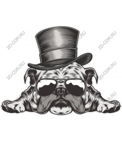 Pug wearing hat and sunglasses