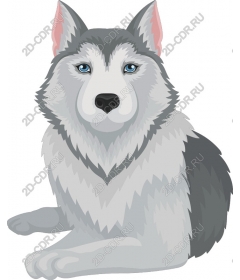  Siberian husky