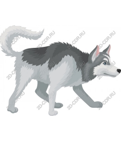 Walking with Siberian husky