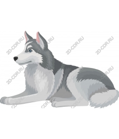Siberian husky