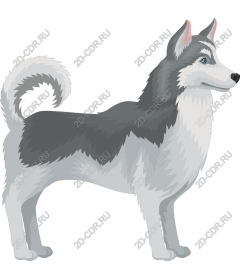  Siberian husky
