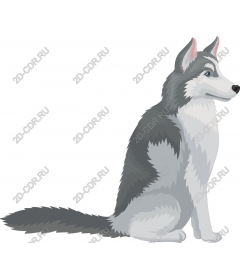  Siberian husky