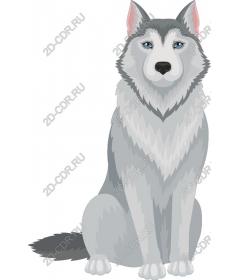  Siberian husky