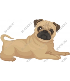  Adorable pug