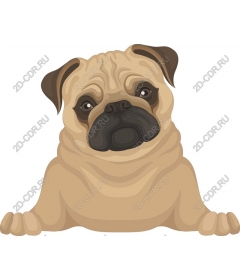 Adorable pug
