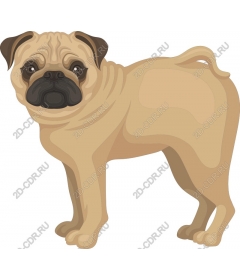  Pug