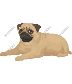  Adorable pug