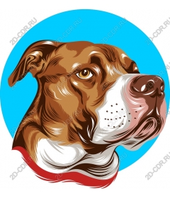  Bright dog's head