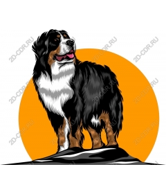 Bernese mountain dog work