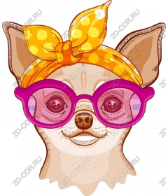  Elegant Chihuahua wearing sunglasses and a scarf on his head