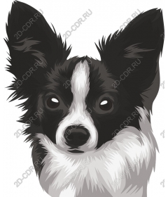  Adorable black and white dog