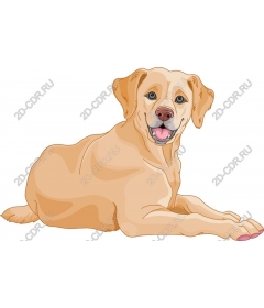 Golden Labrador companion