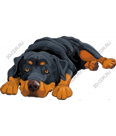  Relaxed posture Rottweiler