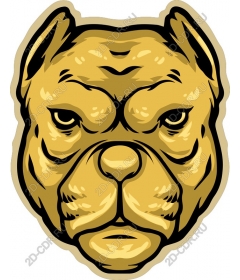 Head dog Golden pit bull