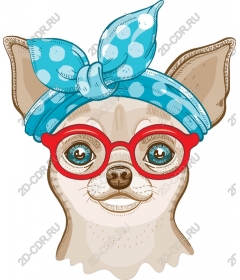  Adorable Chihuahua with glasses and a headband