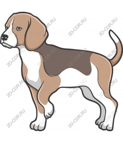 Beagle