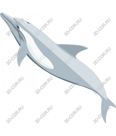 Playful Dolphin