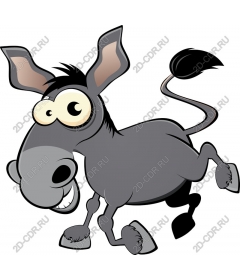 Playful donkey