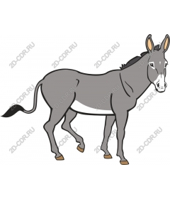  Adorable donkey