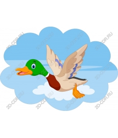  Fancy flying duck