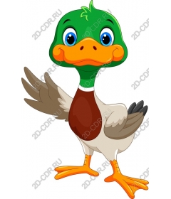  Funny cartoon duck