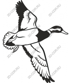 Flying duck