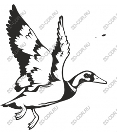 Flying duck