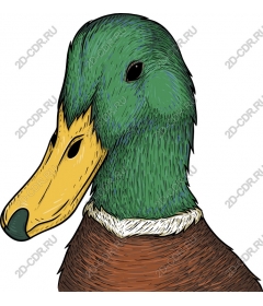  Duck Mallard