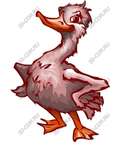  Charming playful duck