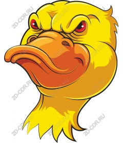  Ferocious head of a duck